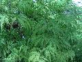 Filigree Japanese Maple